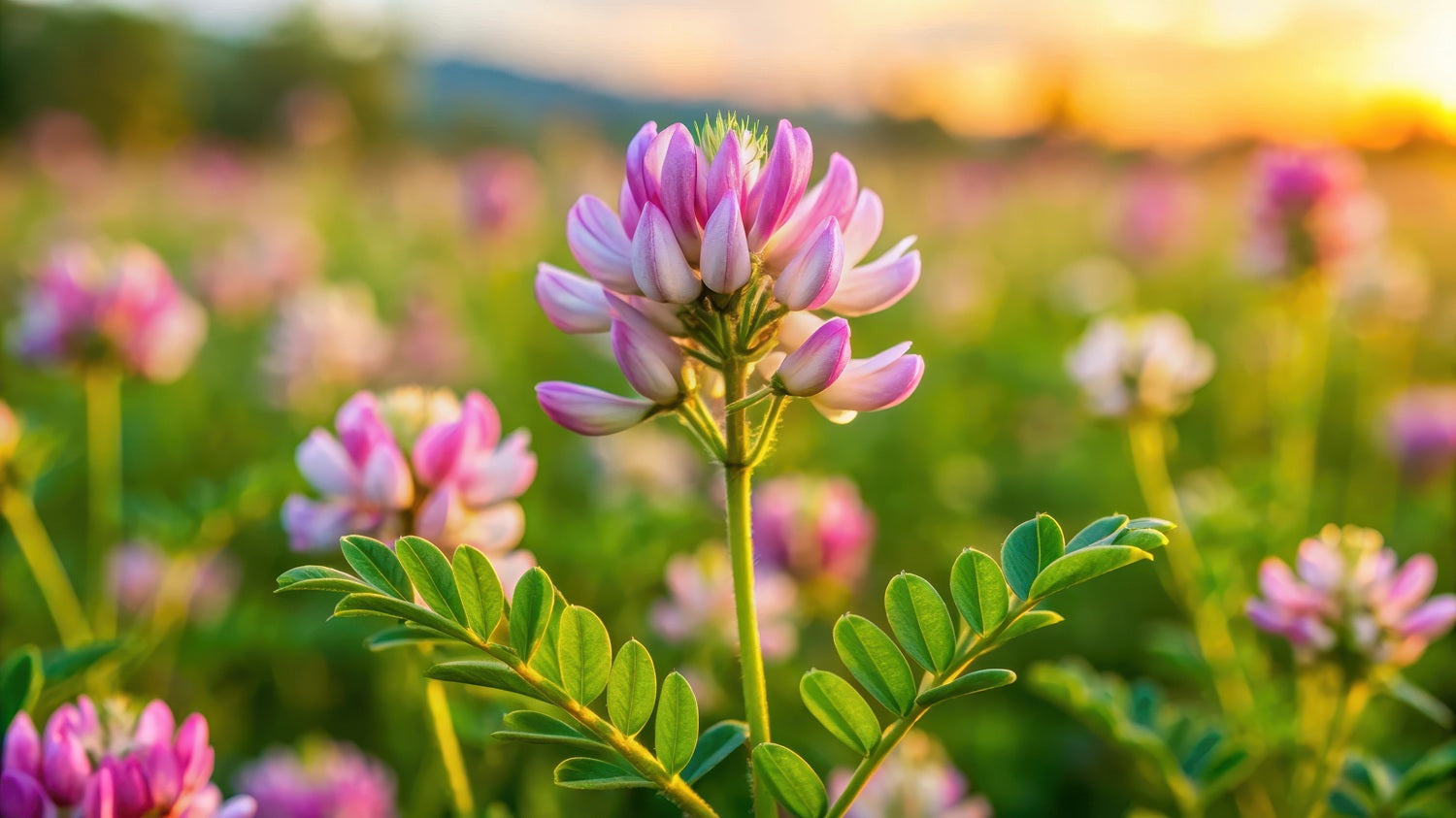 Traganek błoniasty - ulga z natury